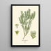 Reproductie van het schilderij Phylica ericoides - Edward Step