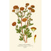 Chrysanthème Pompon - Edward Step — weergave van het kunstwerk