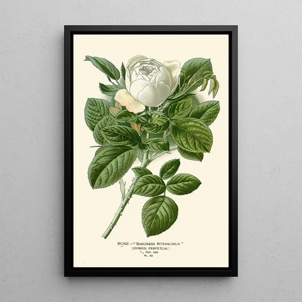Reproductie van het schilderij Rose Baronne Rothschild - Edward Step