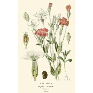 Edward Step - Rose Campion.webp