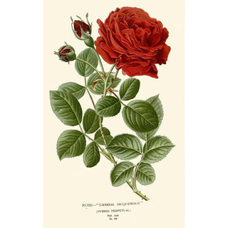 Edward Step - Rose General Jacqueminot.webp