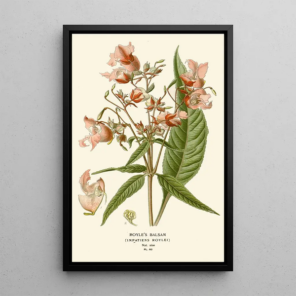 Balsamine de Royle - Edward Step — ingelijst kunstwerk aan de muur