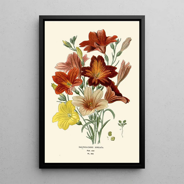 Salpiglossis Sinuata - Edward Step — ingelijst kunstwerk aan de muur