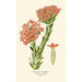 Crassula Écarlate - Edward Step — weergave van het kunstwerk