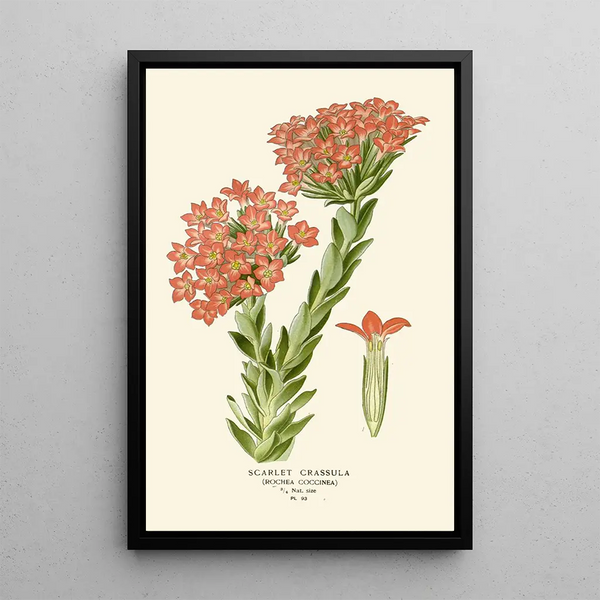 Crassula Écarlate - Edward Step — ingelijst kunstwerk aan de muur