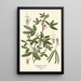 Reproductie van het schilderij Plante Sensitive - Edward Step