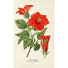 Fleur de Chaussure - Edward Step — weergave van het kunstwerk