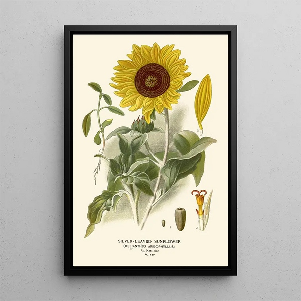 Reproductie van het schilderij Zonnebloem met Zilveren Bladeren - Edward Step