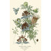 Nigelle d'Espagne - Edward Step — weergave van het kunstwerk