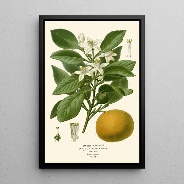 Orange Douce - Edward Step — ingelijst kunstwerk aan de muur