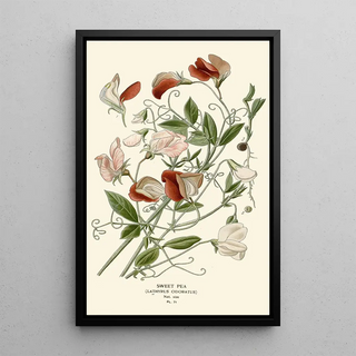 Edward Step - Sweet Pea.webp