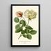 Reproductie van het schilderij Rose Thé - Edward Step
