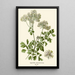 Reproductie van het schilderij Pigamon à Feuilles d'Aquilegia - Edward Step | Reproduction