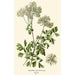 Reproductie van het schilderij Pigamon à Feuilles d'Aquilegia - Edward Step | Reproduction