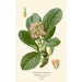 Saxifrage à feuilles épaisses - Edward Step | Reproduction — weergave van het kunstwerk