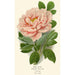 Pivoine arbustive - Edward Step — weergave van het kunstwerk