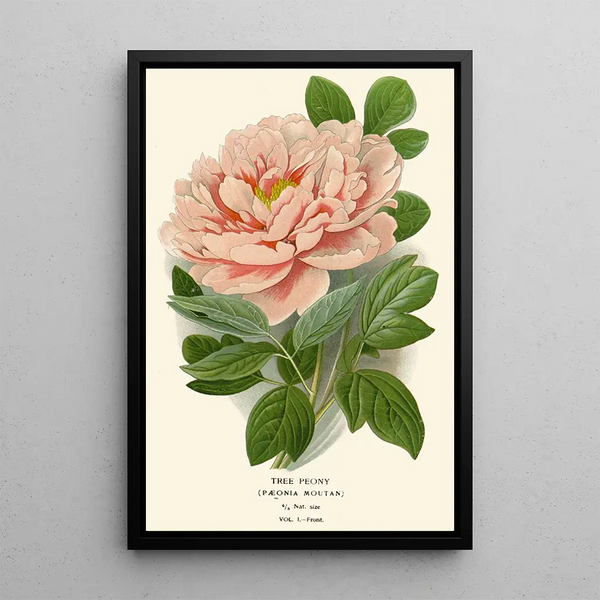 Pivoine arbustive - Edward Step — ingelijst kunstwerk aan de muur