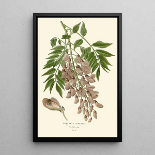 Edward Step - Wistaria Sinensis.webp
