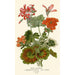 Geranium zonal - Edward Step — weergave van het kunstwerk