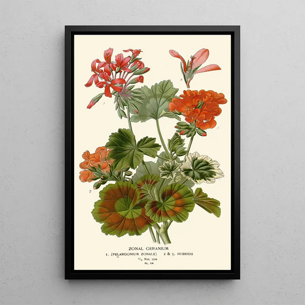 Edward Step - Zonal Geranium.webp