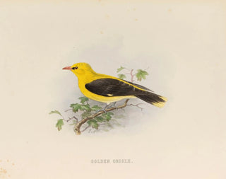 Edwin Carton Booth - Golden Creole.webp