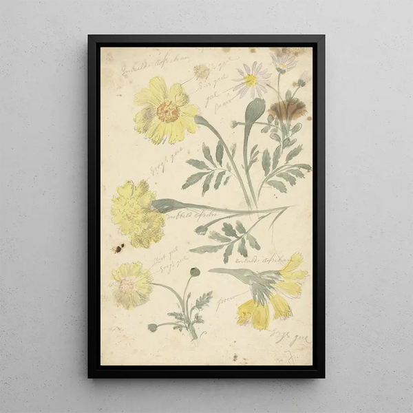Elias van Nijmegen - Bloemstudies van afrikaantjes.webp
