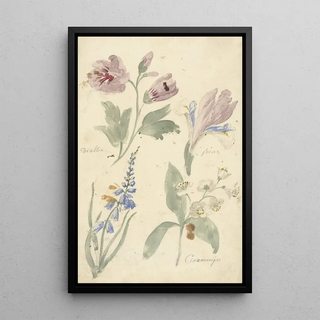 Elias van Nijmegen - Studies van bloemen waaronder een iris.webp