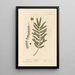 Acacia - Elizabeth Blackwell — framed artwork on a wall