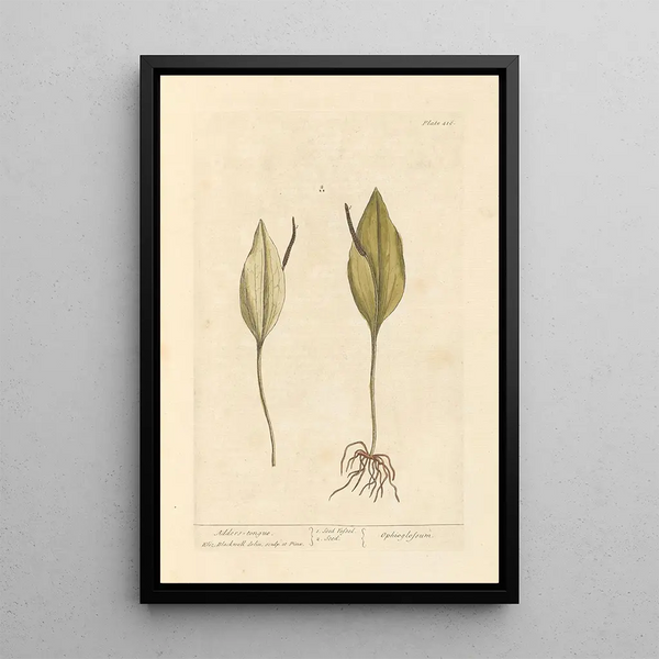 Slangentaal - Elizabeth Blackwell — ingelijst kunstwerk aan de muur