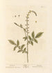 Aigremoine - Elizabeth Blackwell — artwork view