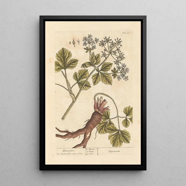 Maceron - Elizabeth Blackwell — ingelijst kunstwerk aan de muur