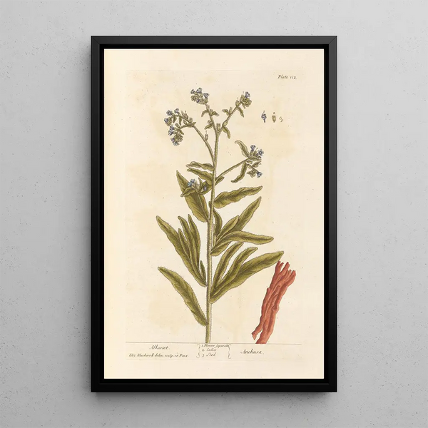 Orcanette - Elizabeth Blackwell — ingelijst kunstwerk aan de muur