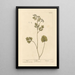 Anise - Elizabeth Blackwell — framed artwork on a wall