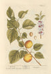 Apricot - Elizabeth Blackwell — artwork view