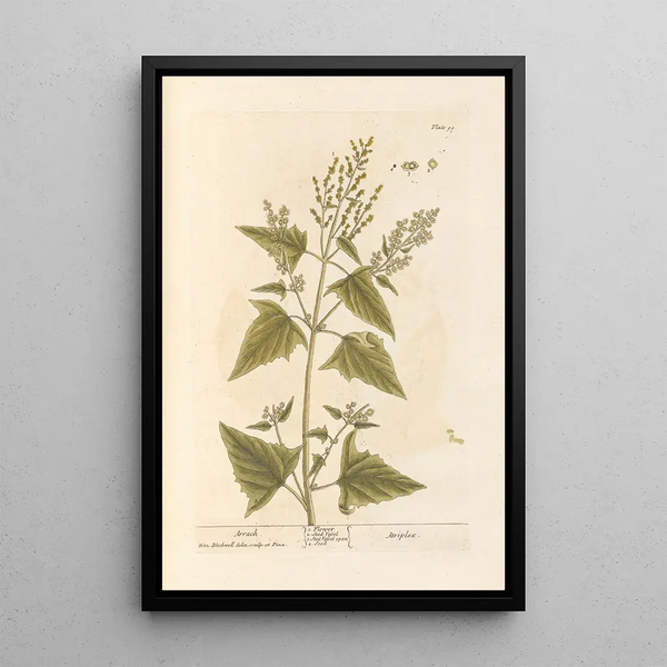 Arroche - Elizabeth Blackwell — ingelijst kunstwerk aan de muur