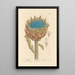 Artichoke - Elizabeth Blackwell — framed artwork on a wall