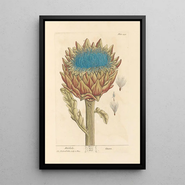 Artichaut - Elizabeth Blackwell — ingelijst kunstwerk aan de muur