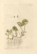 Asaret - Elizabeth Blackwell — artwork view
