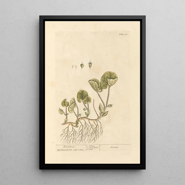 Asaret - Elizabeth Blackwell — ingelijst kunstwerk aan de muur
