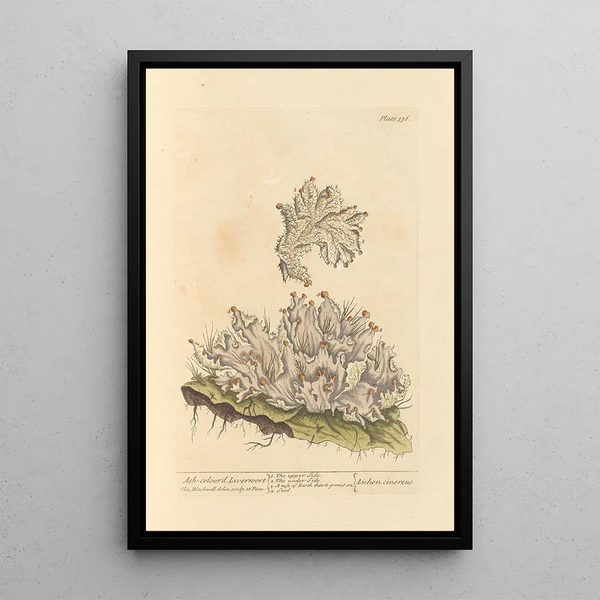 Hépatique cendrée - Elizabeth Blackwell — ingelijst kunstwerk aan de muur