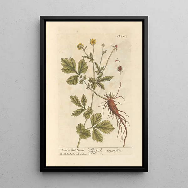 Benoîte of heilige kruid van Sint-Benoît - Elizabeth Blackwell — ingelijst kunstwerk aan de muur