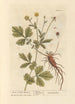 Benoîte or Saint Benedict's Herb - Elizabeth Blackwell — artwork view