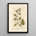 Mélisse - Elizabeth Blackwell — framed artwork on a wall