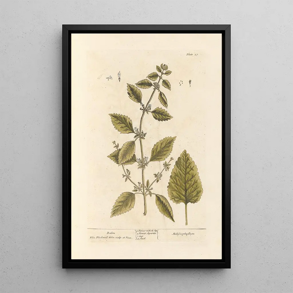 Mélisse - Elizabeth Blackwell — ingelijst kunstwerk aan de muur