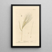 Oats - Elizabeth Blackwell — framed artwork on a wall