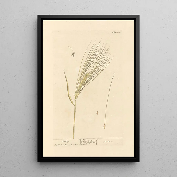 Orge - Elizabeth Blackwell — ingelijst kunstwerk aan de muur