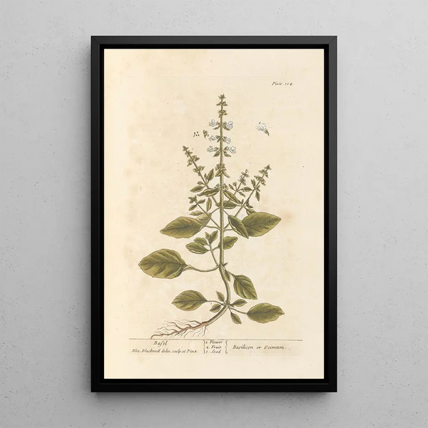 Basilic - Elizabeth Blackwell — ingelijst kunstwerk aan de muur