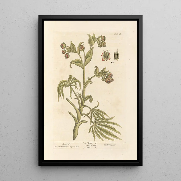 Hellébore fétide - Elizabeth Blackwell — ingelijst kunstwerk aan de muur