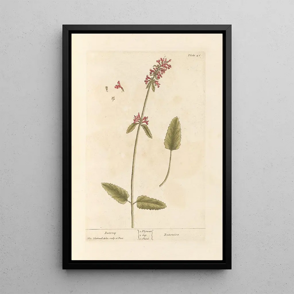 Bétoine - Elizabeth Blackwell — ingelijst kunstwerk aan de muur