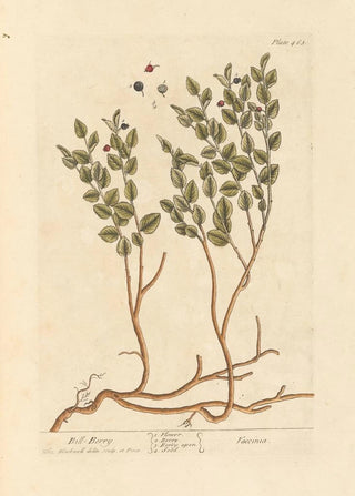 Elizabeth Blackwell - Bill berry.webp